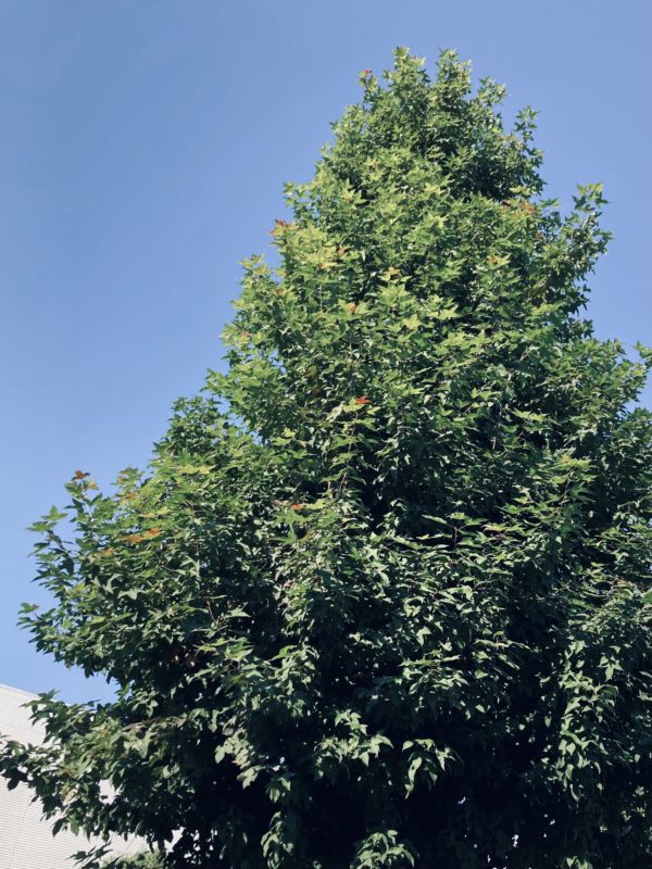 青空の街路樹フリー無料画像